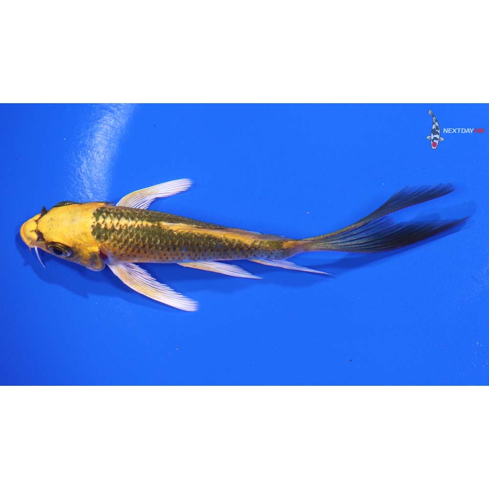 4.5” Imported Kujaku Butterfly Koi - Image 4