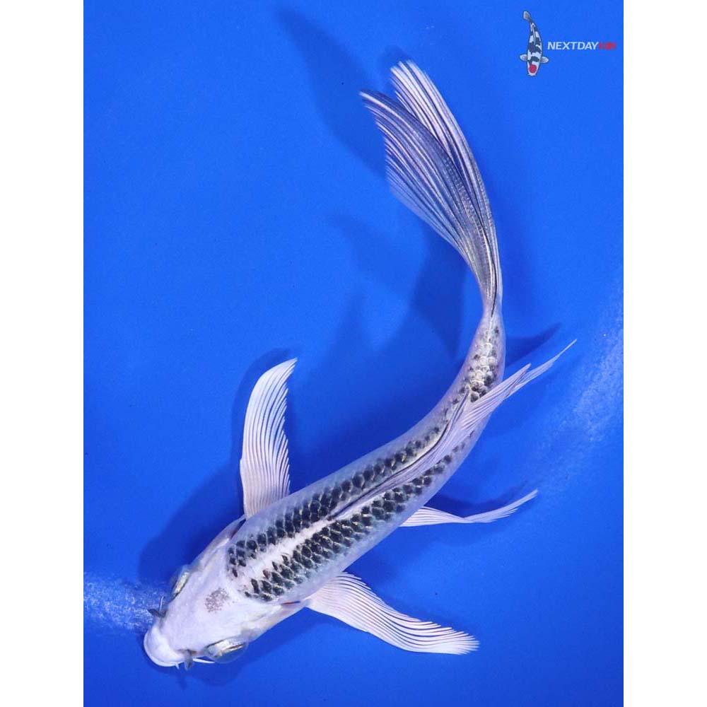 5” Imported Gin Matsuba Butterfly Koi
