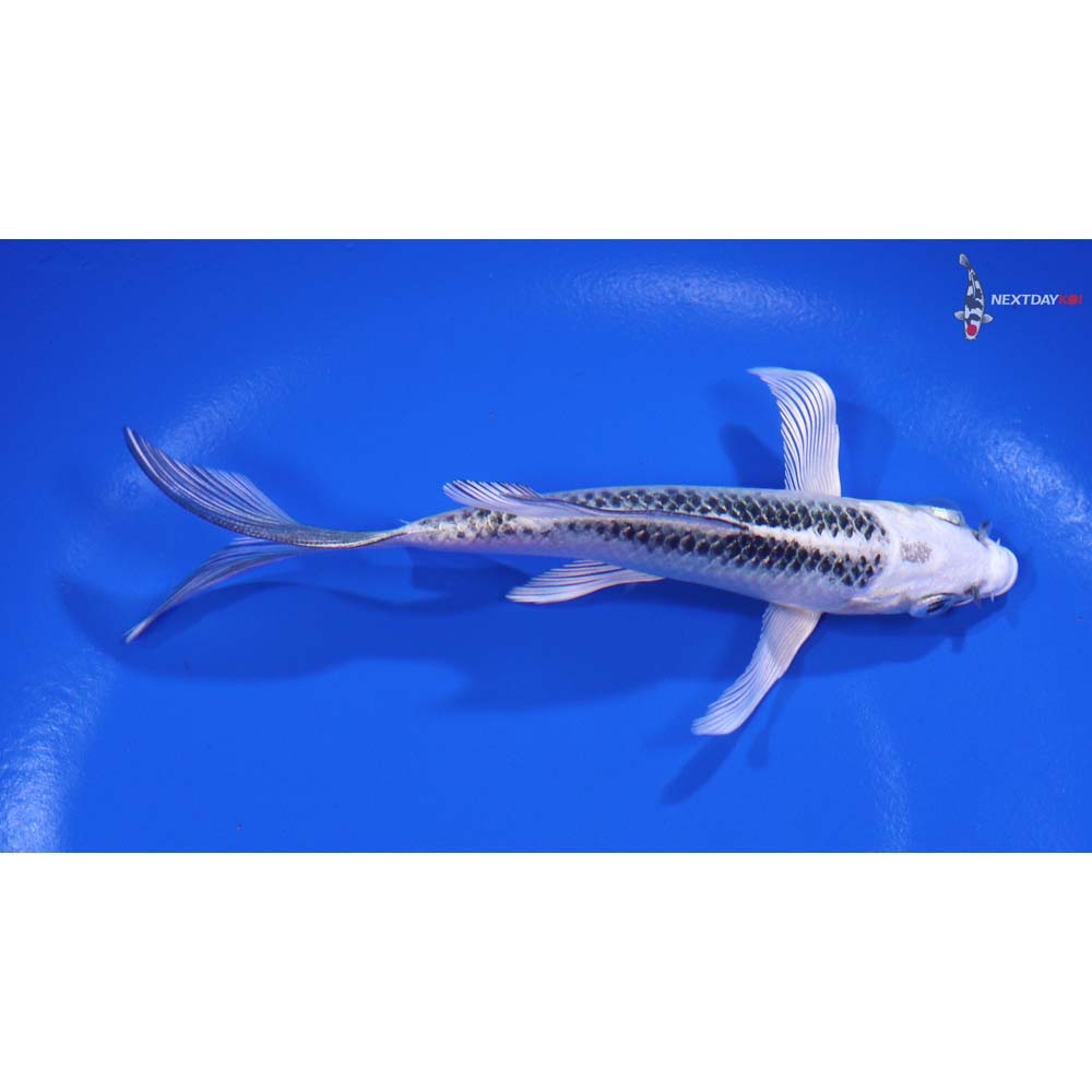5” Imported Gin Matsuba Butterfly Koi - Image 2