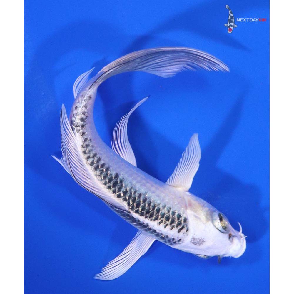 5” Imported Gin Matsuba Butterfly Koi - Image 3