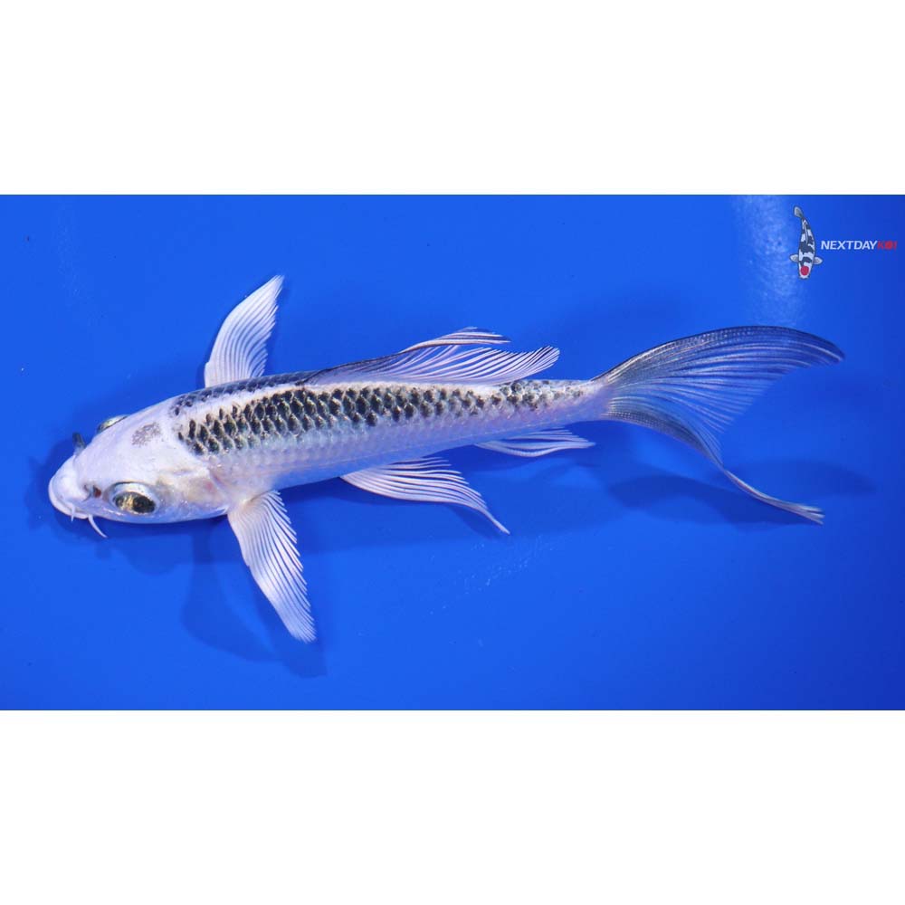 5” Imported Gin Matsuba Butterfly Koi - Image 4