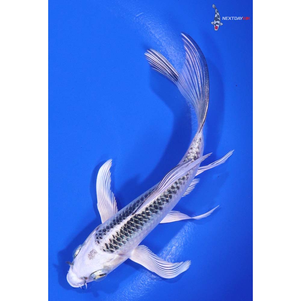 5” Imported Gin Matsuba Butterfly Koi - Image 5