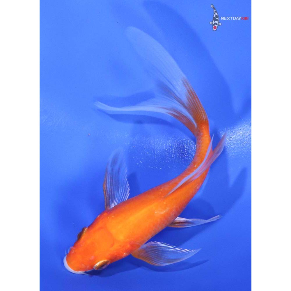 4.5” Imported Kohaku Butterfly Koi