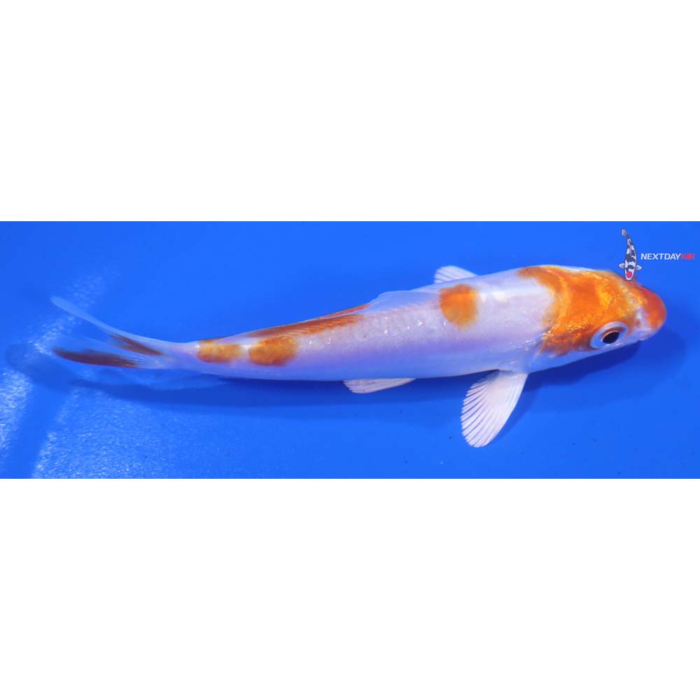 4” Imported Kikusui - Image 2