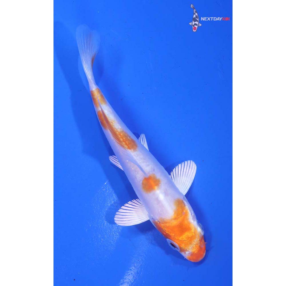 4” Imported Kikusui - Image 3