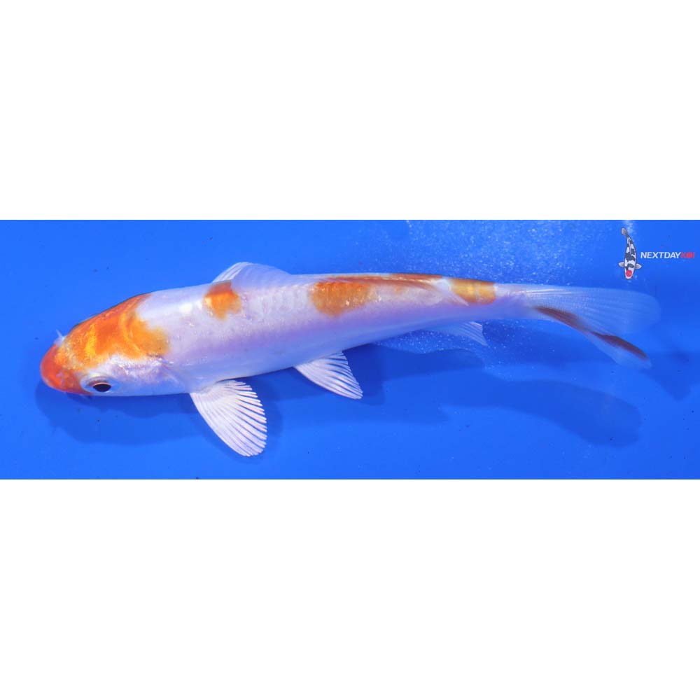 4” Imported Kikusui - Image 4