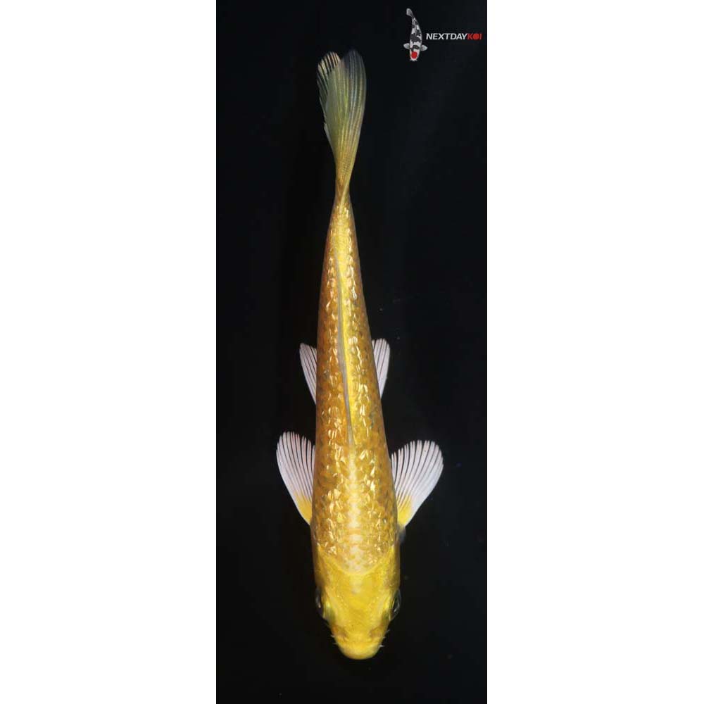 4” Imported Gin Rin Yamabuki Ogon