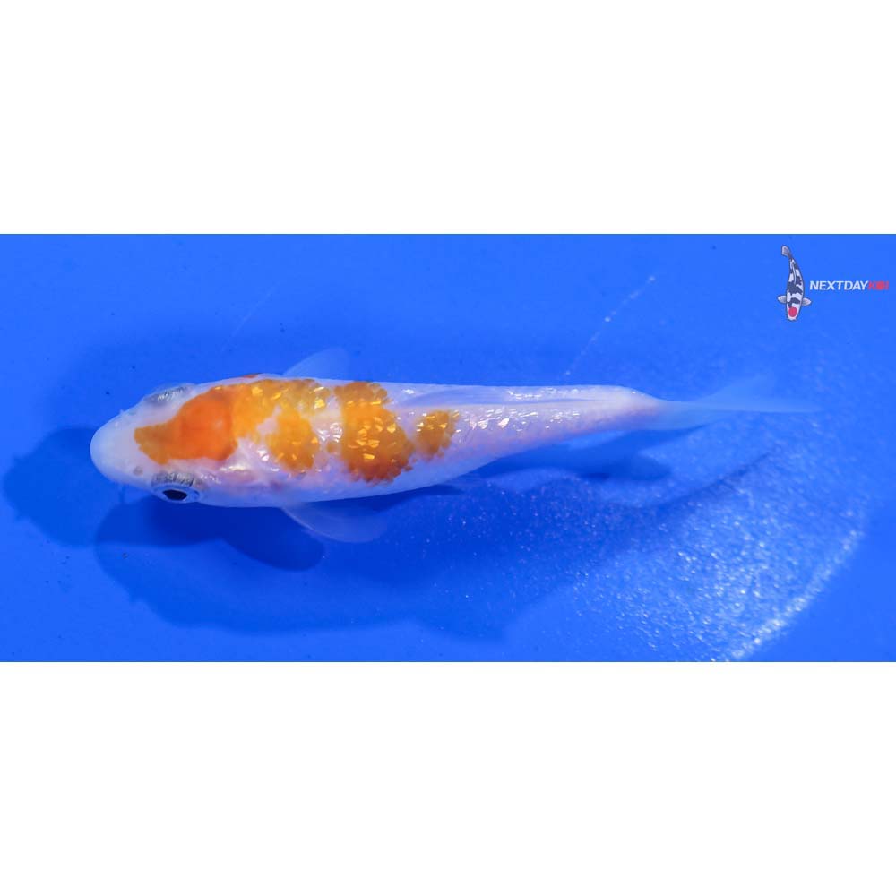 3” Imported Gin Rin Kohaku - Image 4