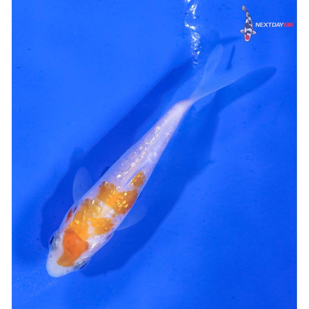 3” Imported Gin Rin Kohaku - Image 5