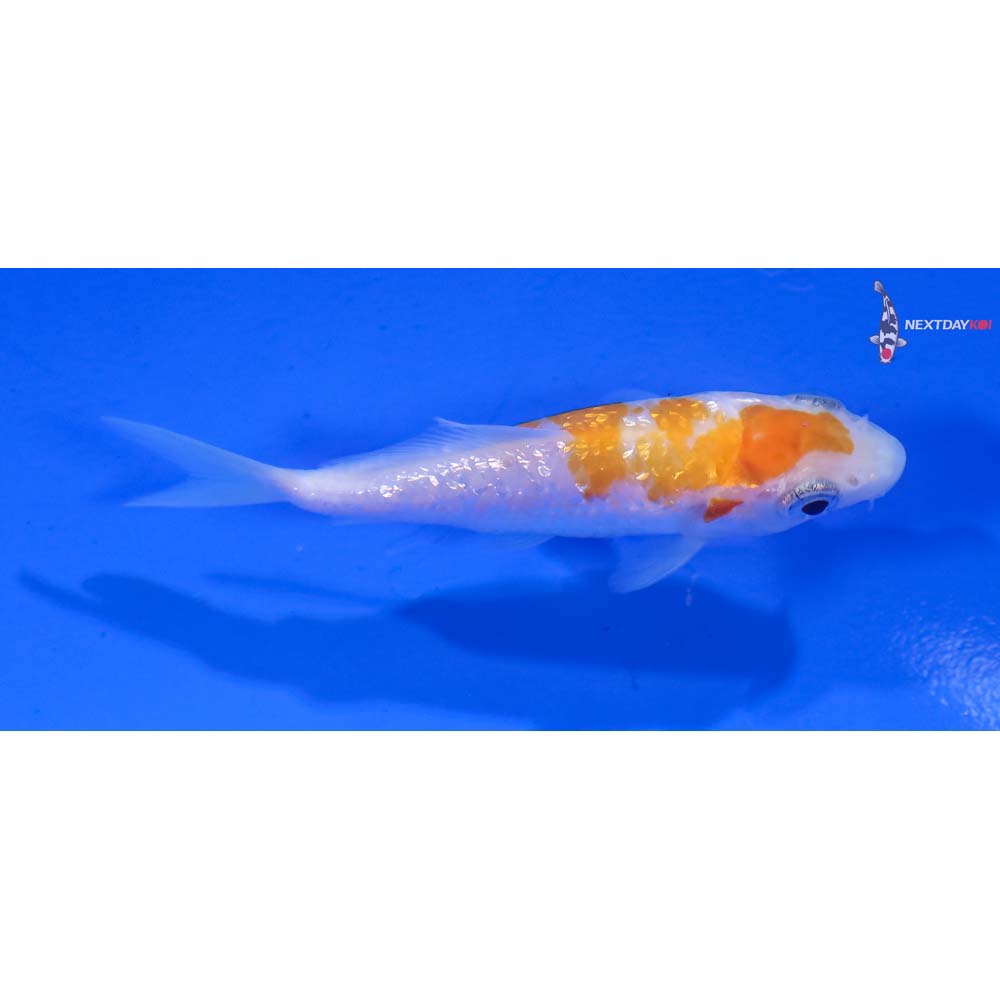 3” Imported Gin Rin Kohaku - Image 2