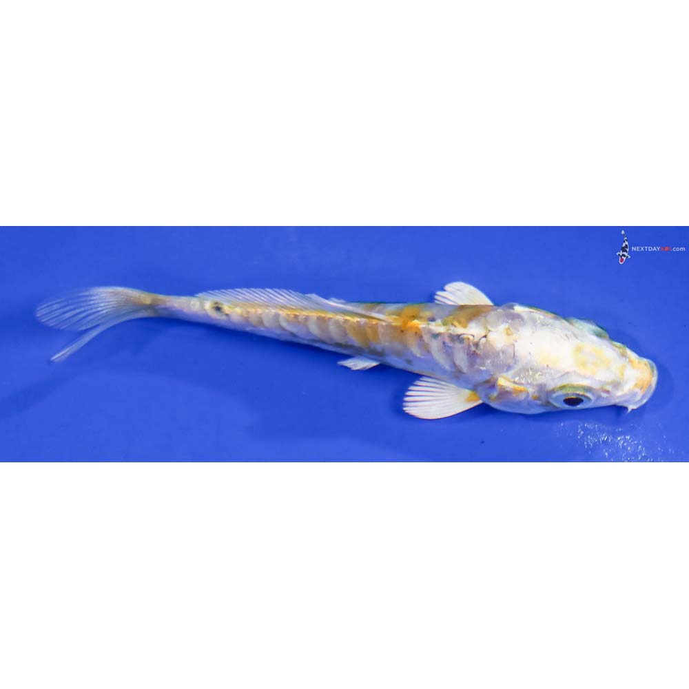 3” Imported Doitsu Lemon Hariwake - Image 2