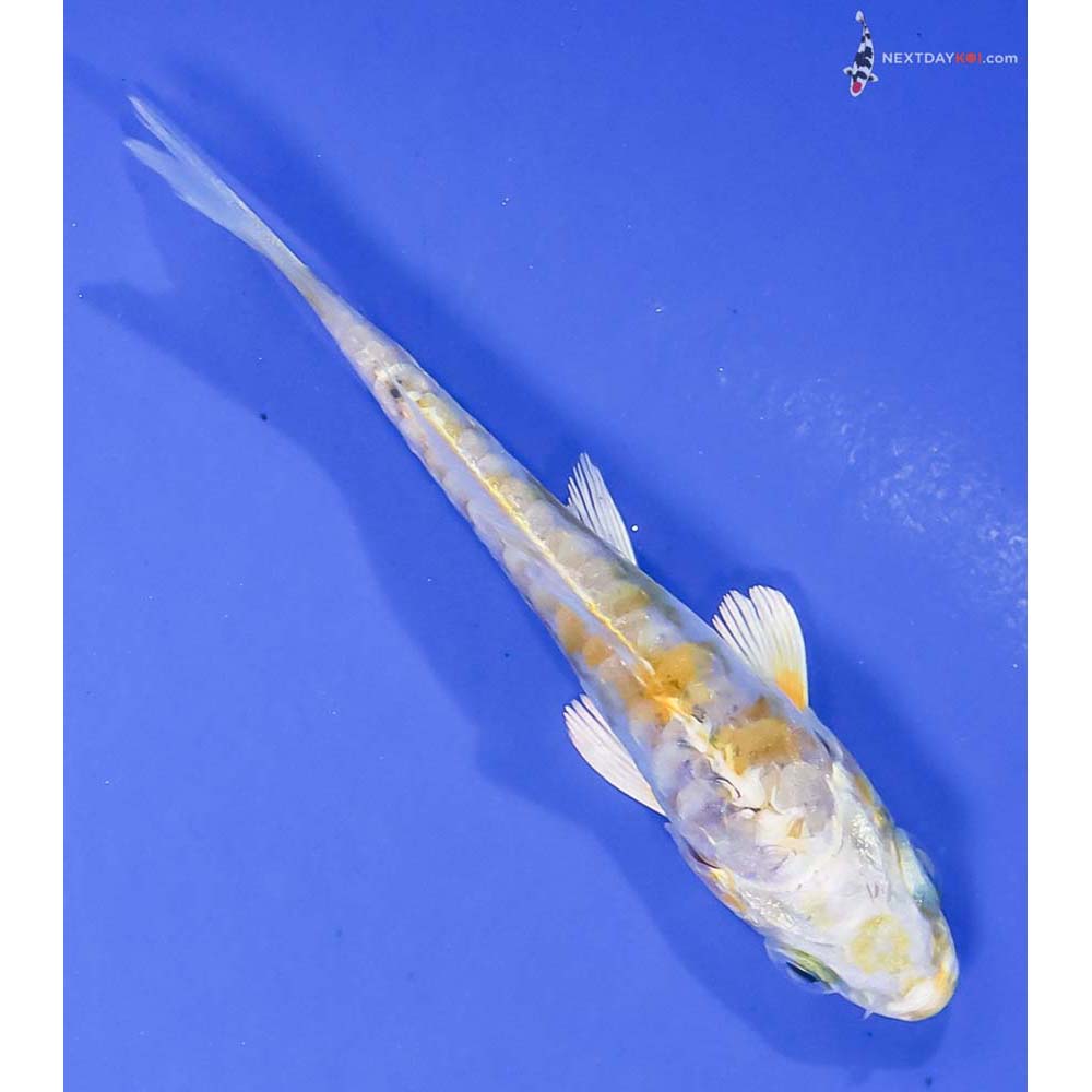 3” Imported Doitsu Lemon Hariwake - Image 3