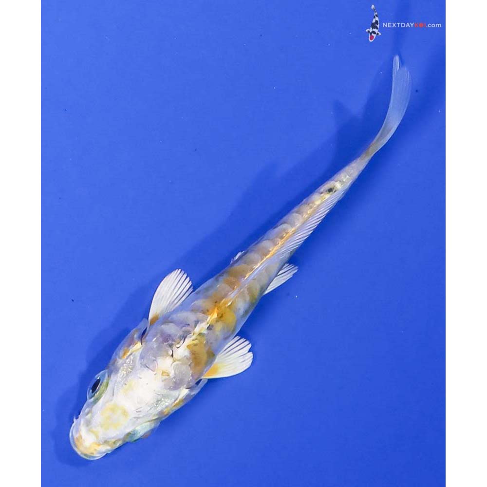 3” Imported Doitsu Lemon Hariwake - Image 5