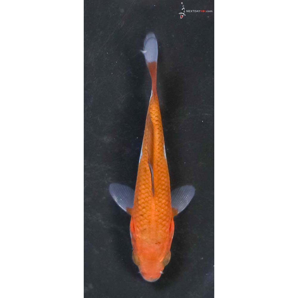 3.5” Imported Ochiba Shigure