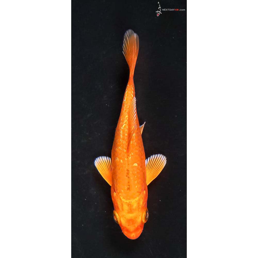 3.5” Imported Gin Rin Orenji Ogon