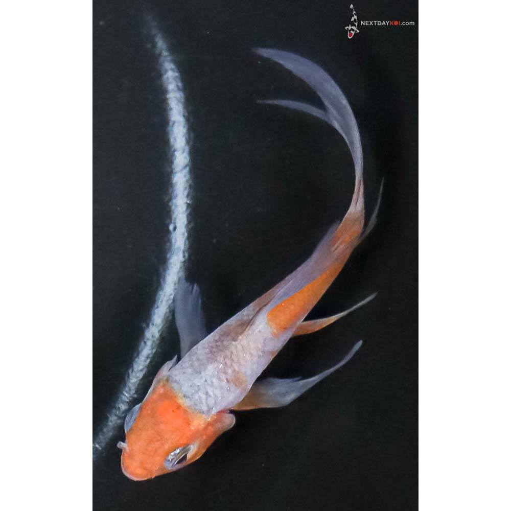 3.5” Imported Ochiba Shigure Butterfly Koi