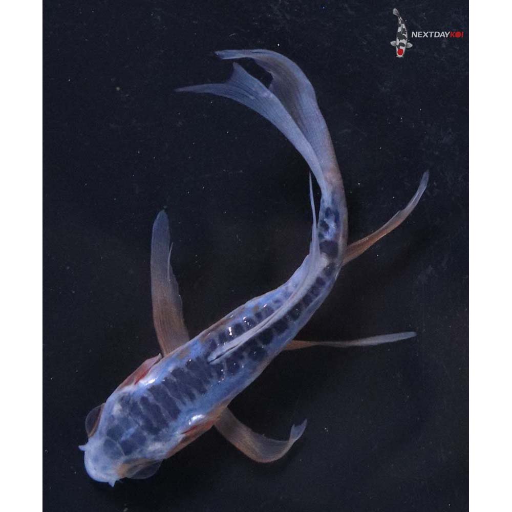 3” Imported Shusui Butterfly Koi