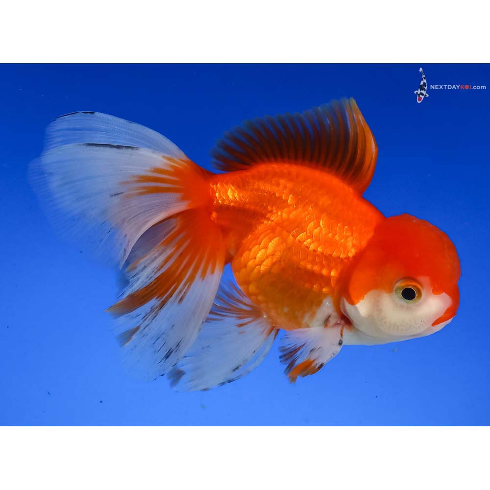 4.5” Imported Red and White Oranda