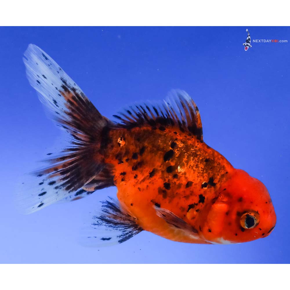 5” Imported Calico Oranda