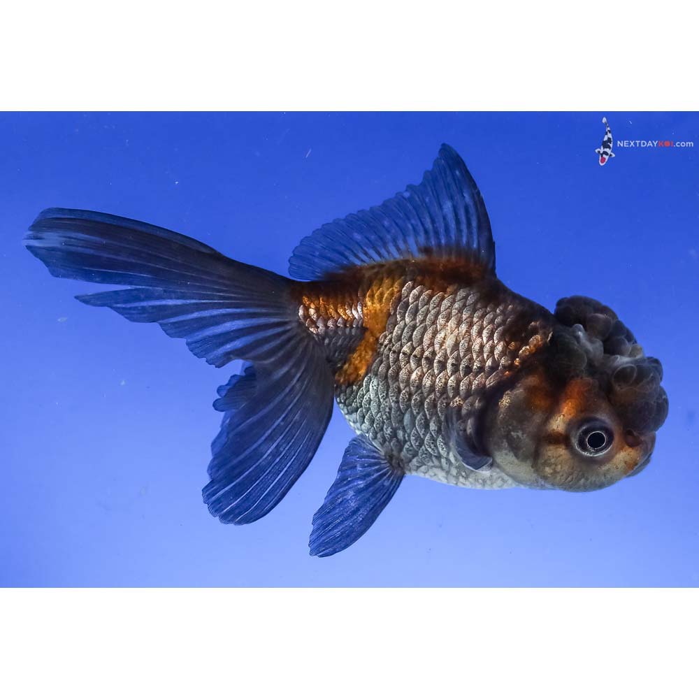 5” Imported Blue Oranda