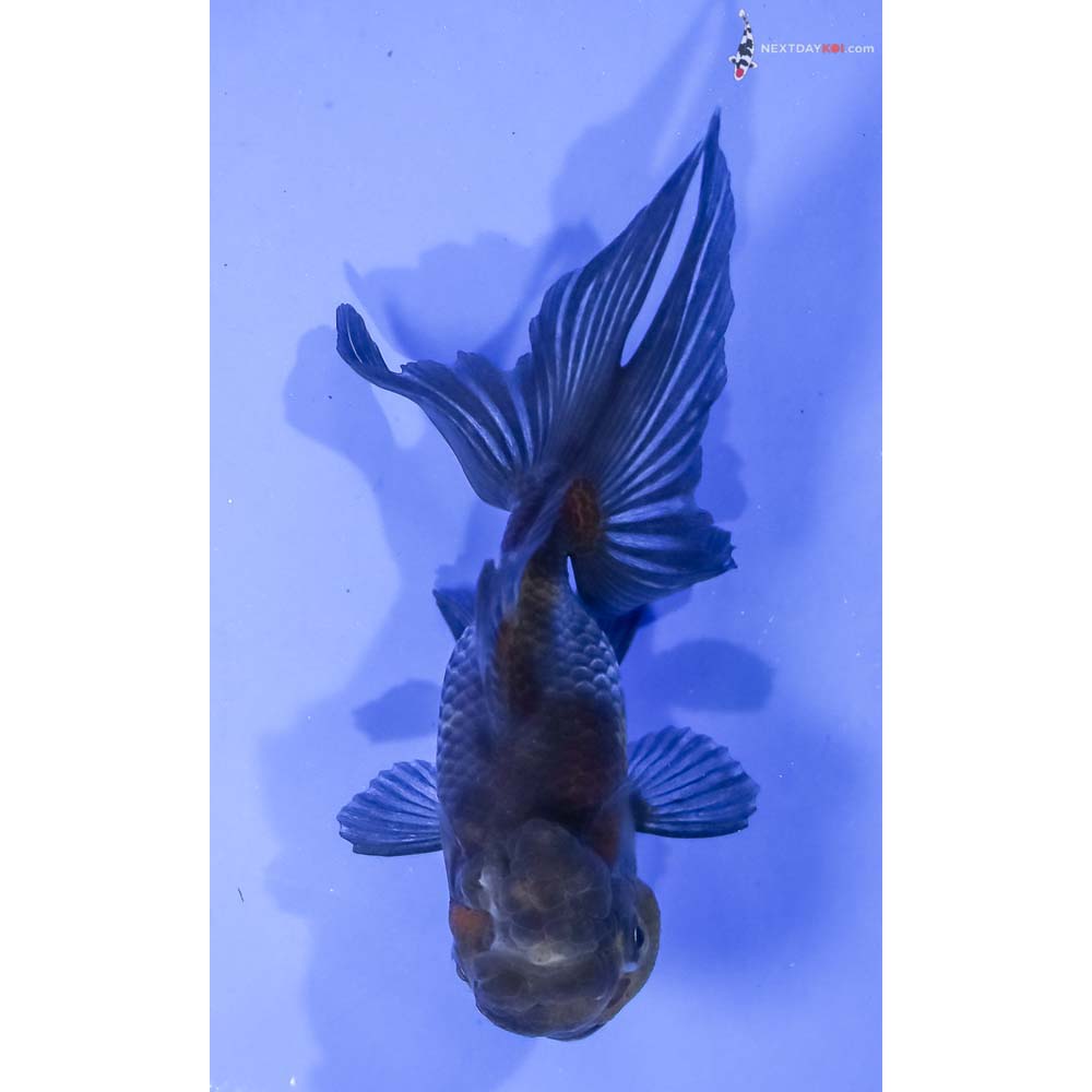 5” Imported Blue Oranda - Image 3