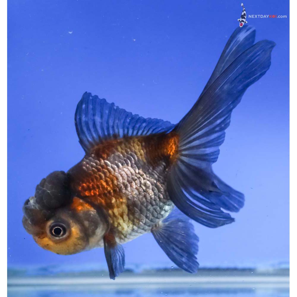 5” Imported Blue Oranda - Image 5