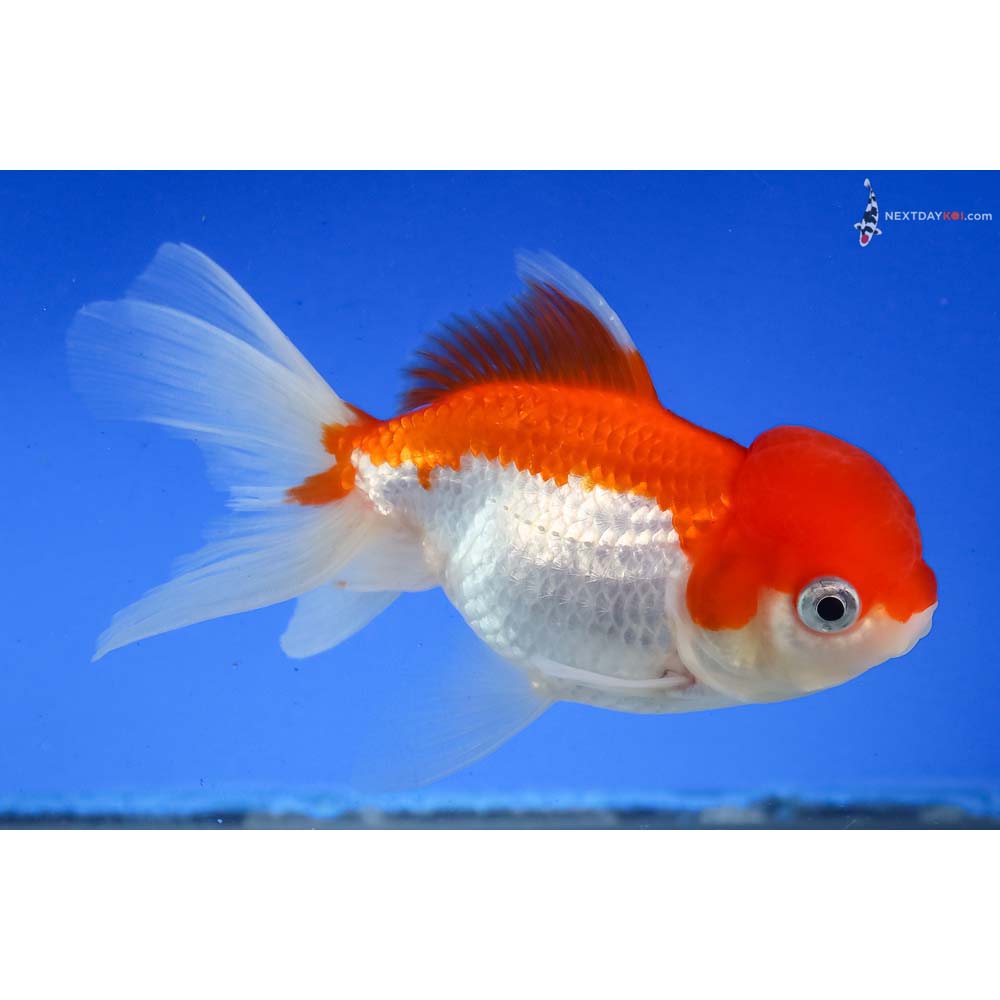 4.5” Imported Red and White Oranda