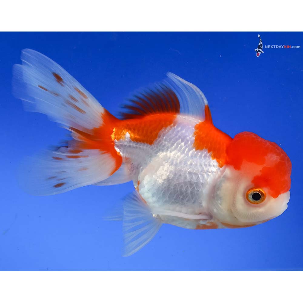 5” Imported Red and White Oranda