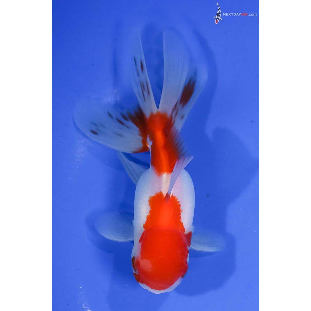 5” Imported Red and White Oranda - Image 3