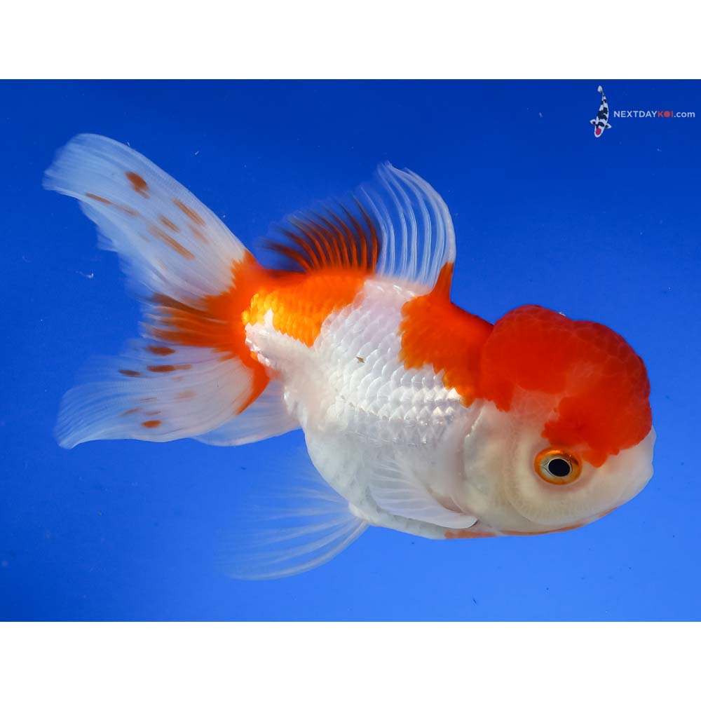 5” Imported Red and White Oranda - Image 4