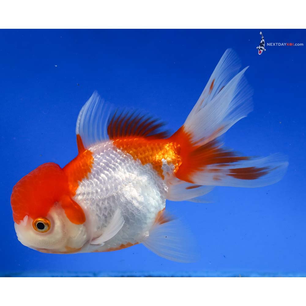 5” Imported Red and White Oranda - Image 5