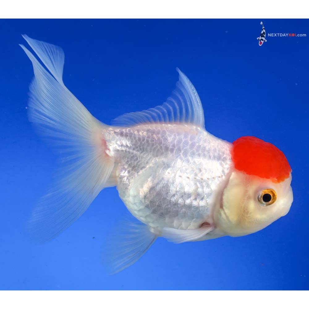 4.5” Imported Redcap Oranda