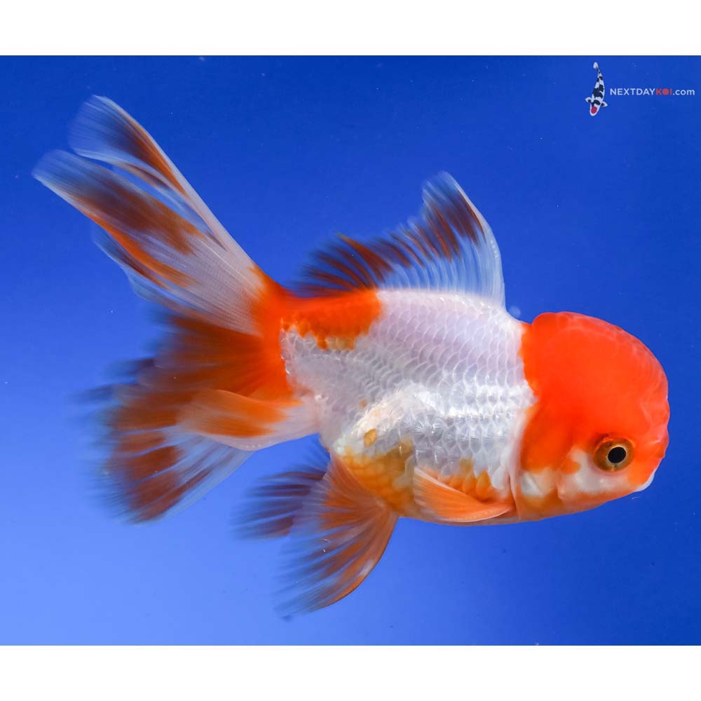4.5” Imported Red and White Oranda