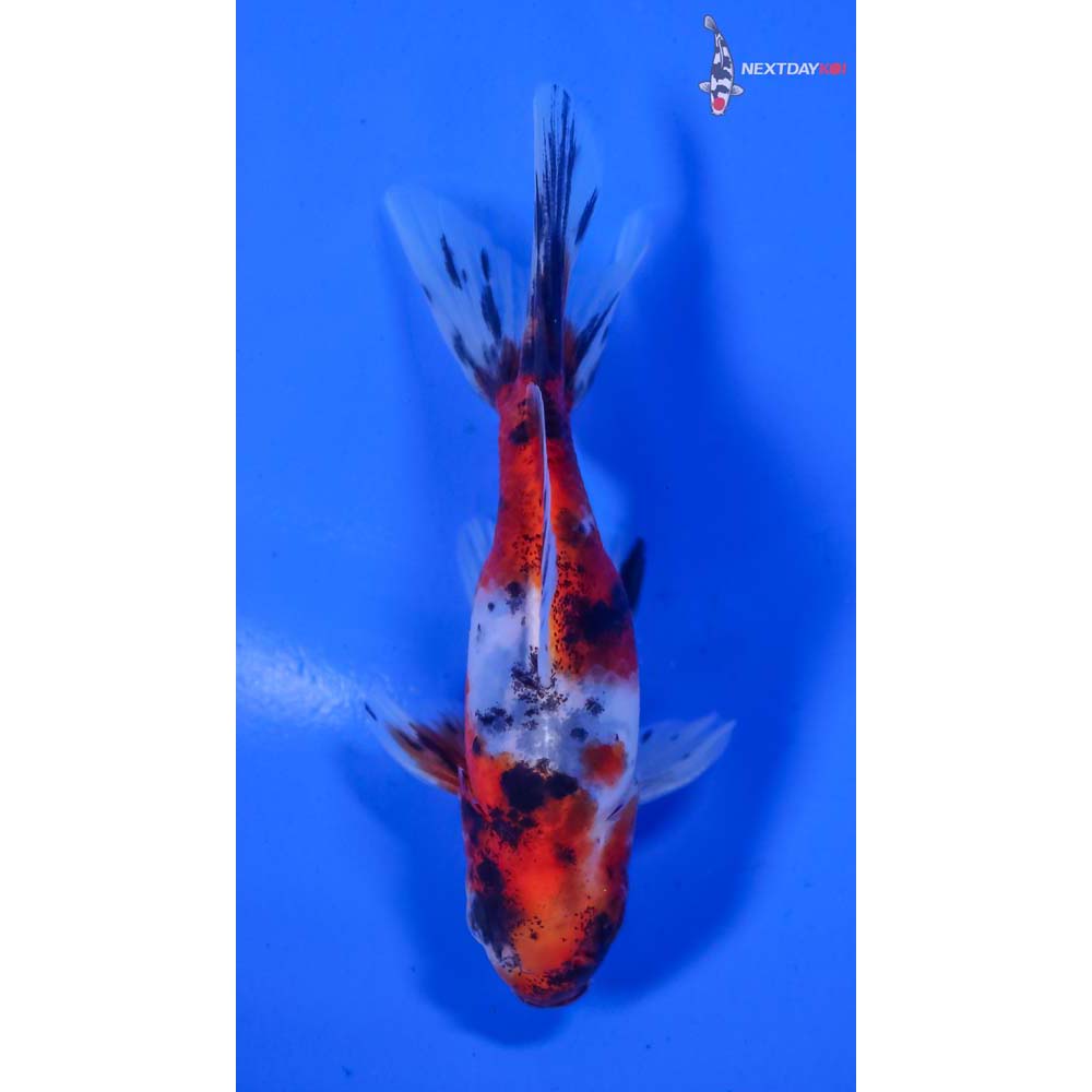 3.5” Imported Male Calico Wakin
