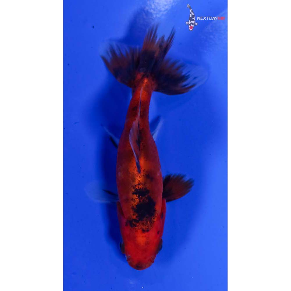 3.5” Imported Calico Wakin