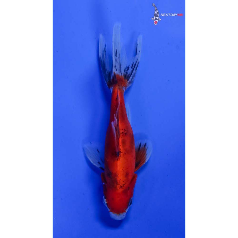 3.5” Imported Male Calico Wakin