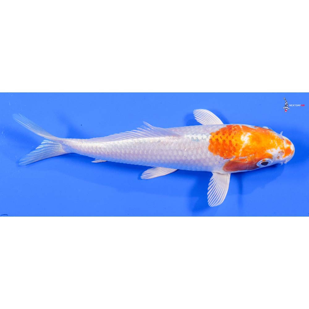 6” Imported Hariwake - Image 2