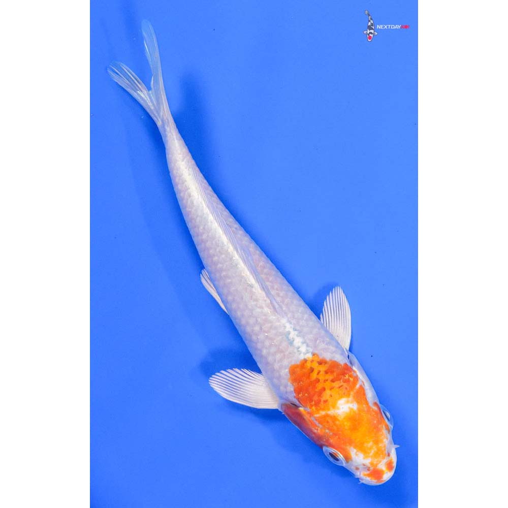 6” Imported Hariwake - Image 3