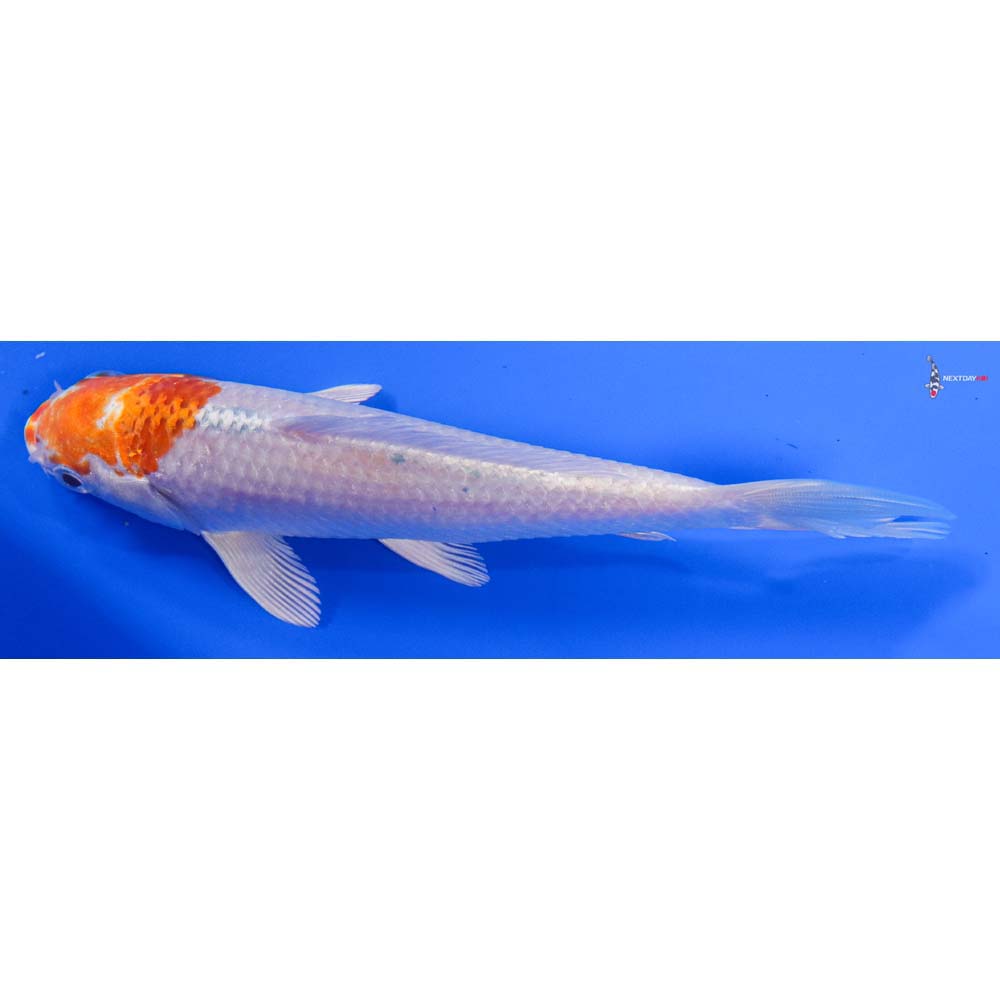 6” Imported Hariwake - Image 4