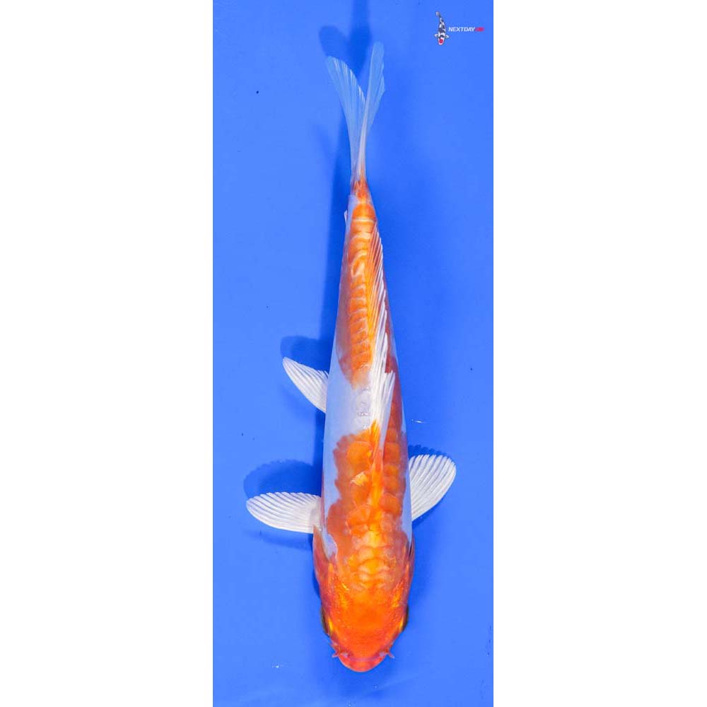 6.5” Imported Kikusui