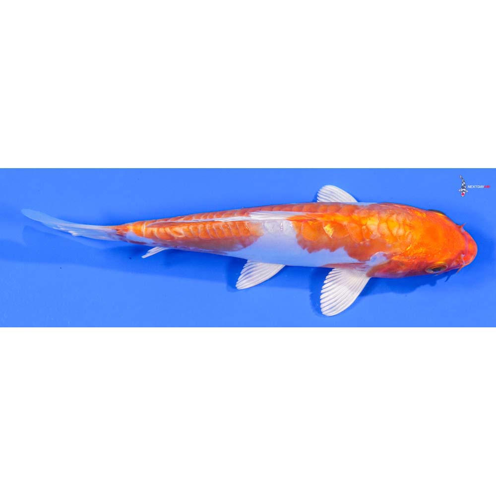 6.5” Imported Kikusui - Image 2