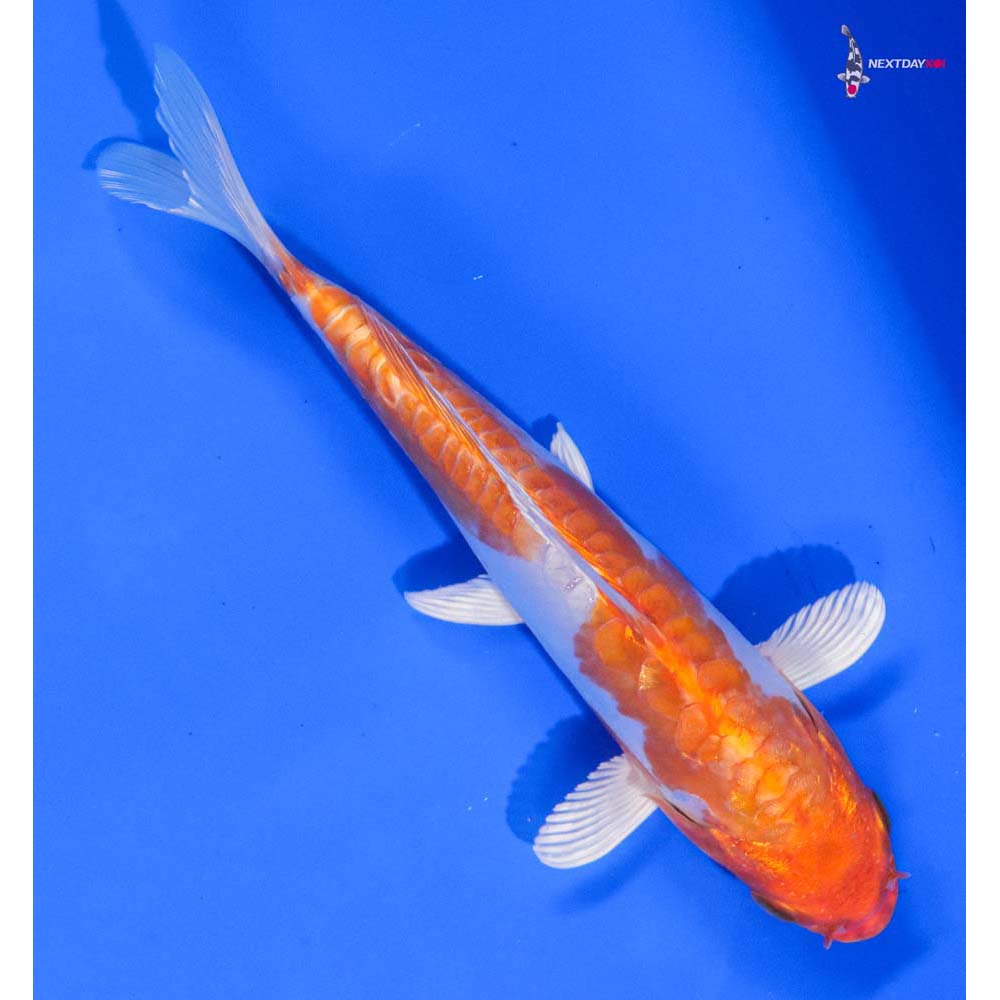 6.5” Imported Kikusui - Image 3