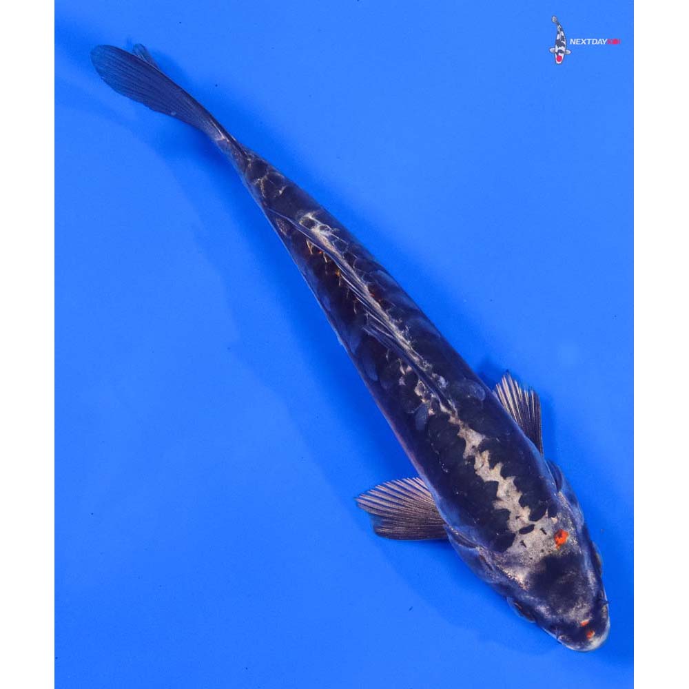 6.5” Imported Kin Kikokuryu - Image 3