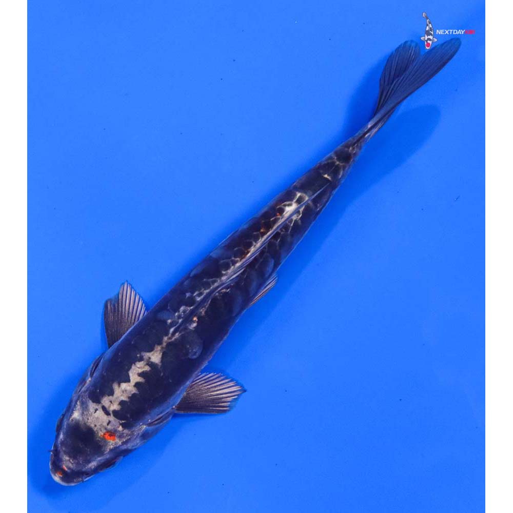 6.5” Imported Kin Kikokuryu - Image 5