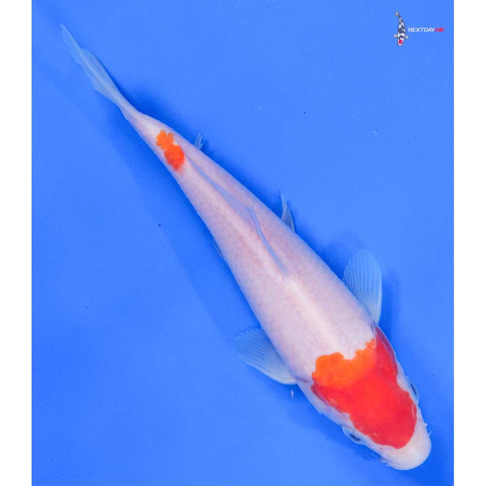 7” Imported Kohaku - Image 3