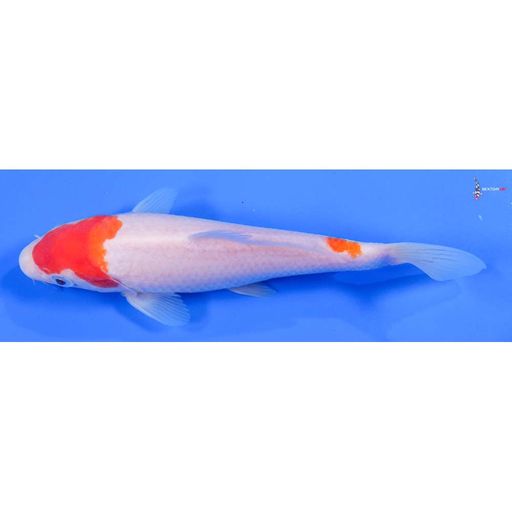 7” Imported Kohaku - Image 4