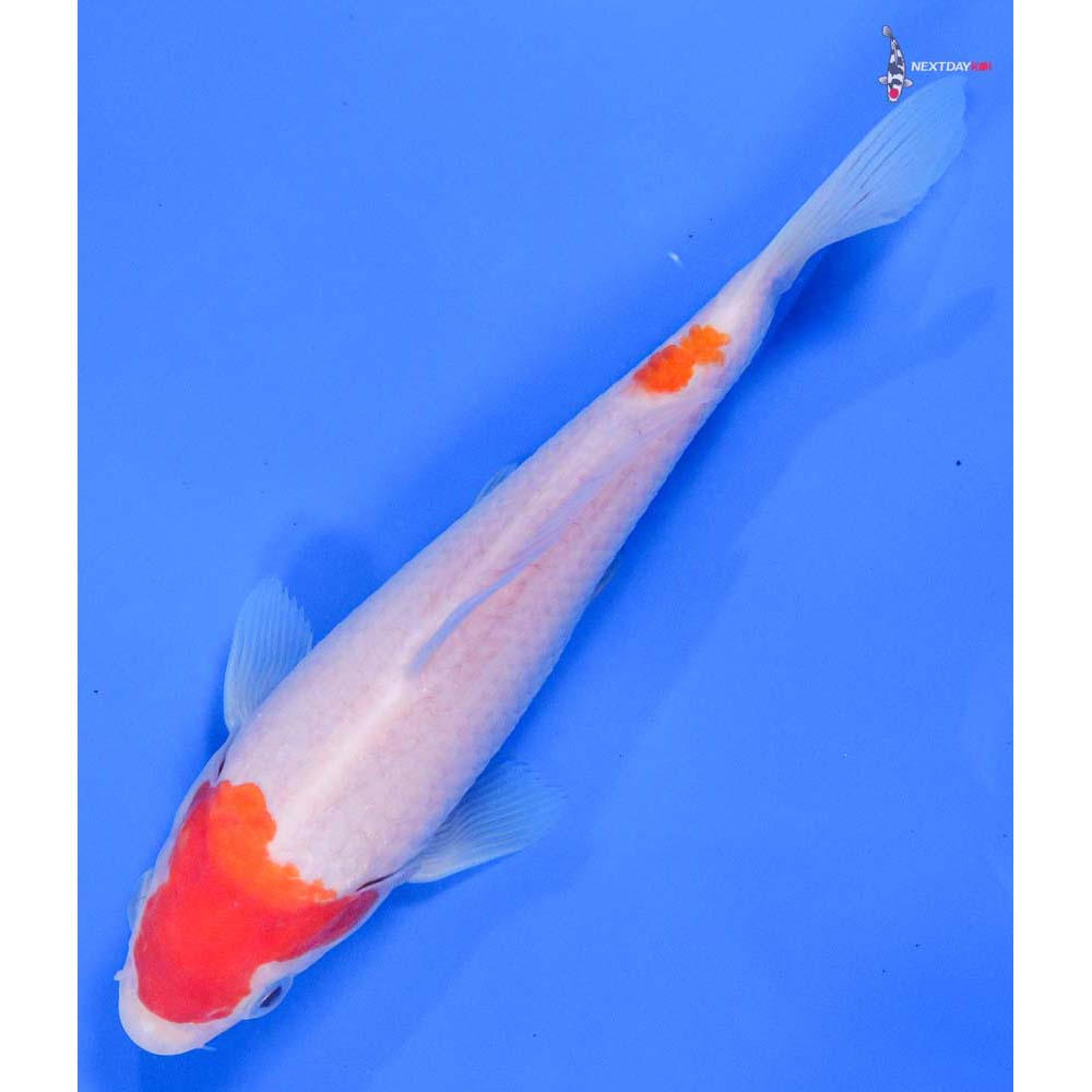 7” Imported Kohaku - Image 5