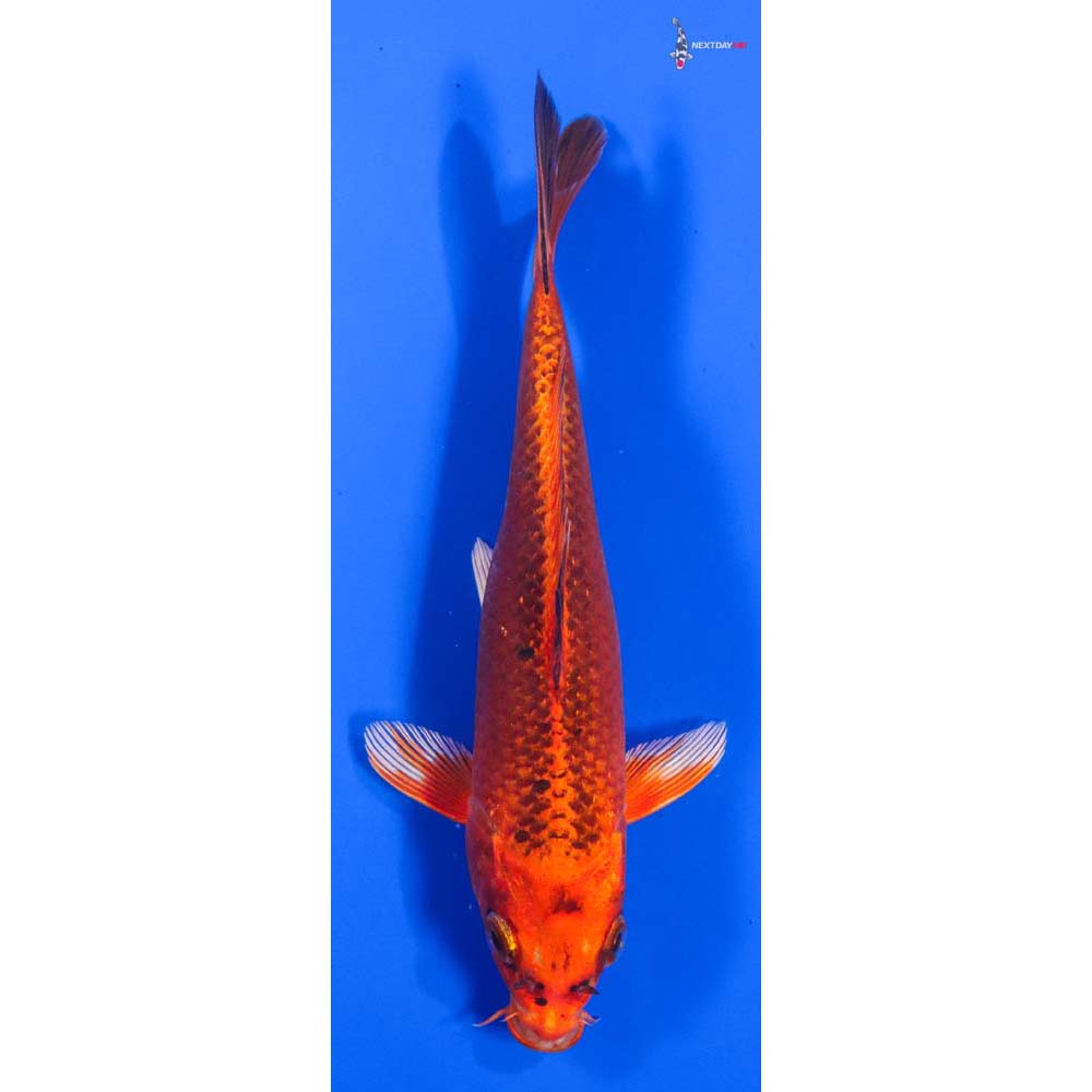 7” Imported Orenji Matsuba