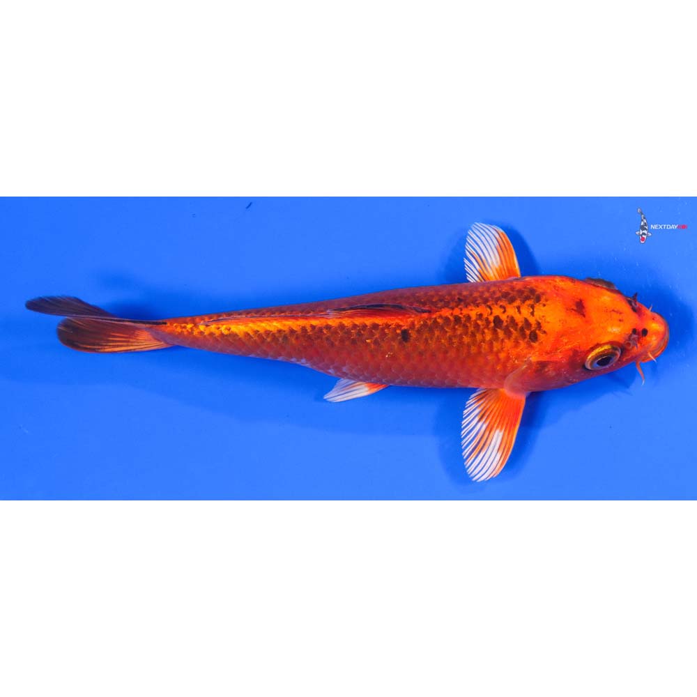 7” Imported Orenji Matsuba - Image 2