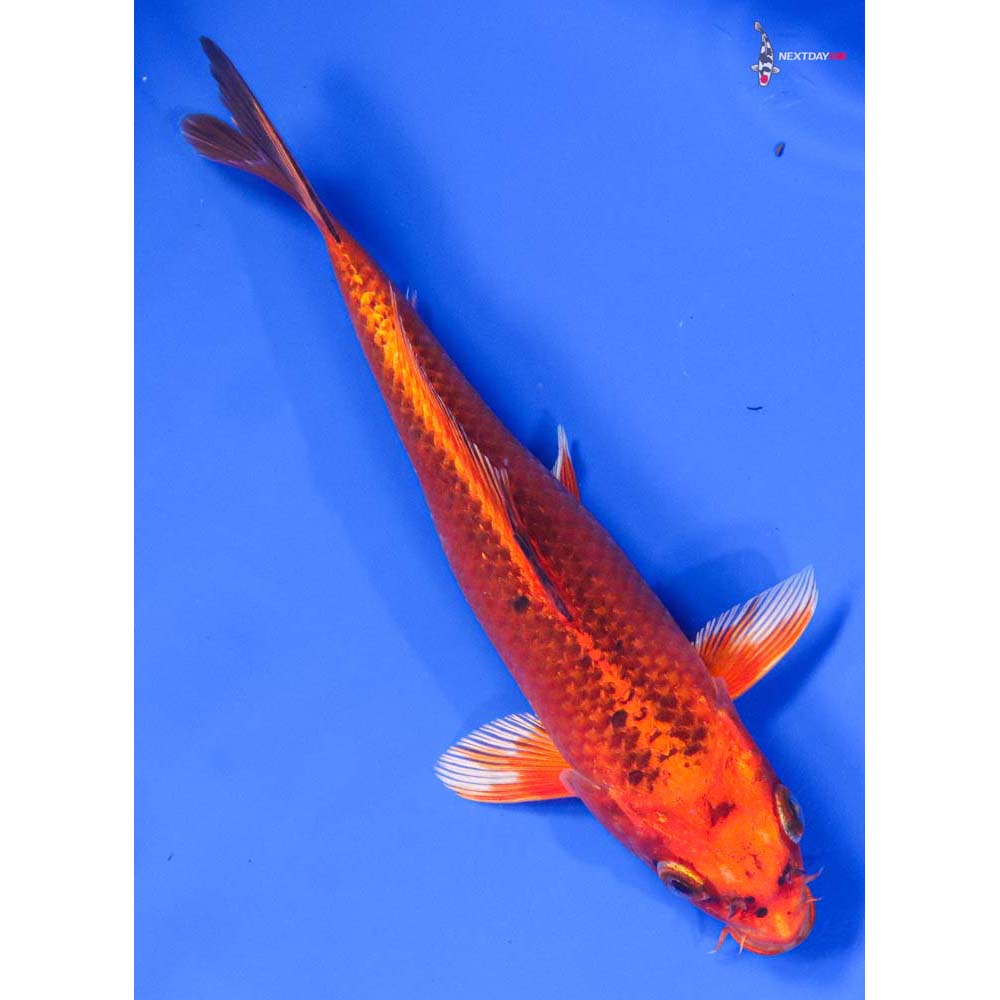 7” Imported Orenji Matsuba - Image 3